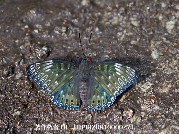 庭で吸水するスミナガシ