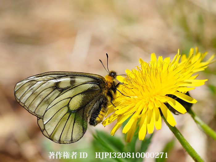 庭のタンポポにウスバシロチョウ