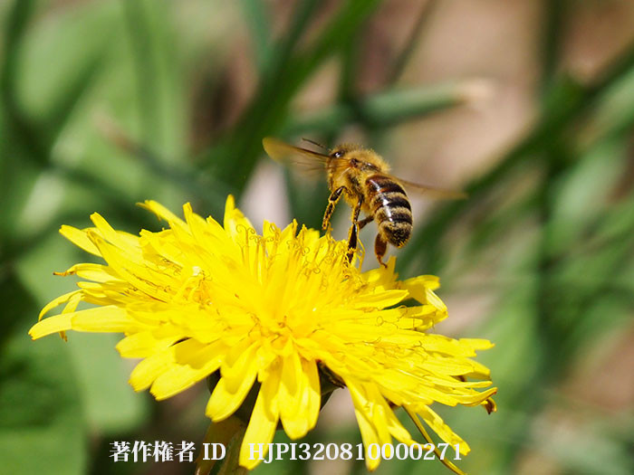 庭にニホンミツバチも現れた