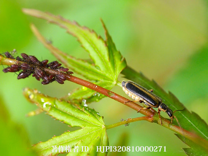 ミヤマクビボソジョウカイ