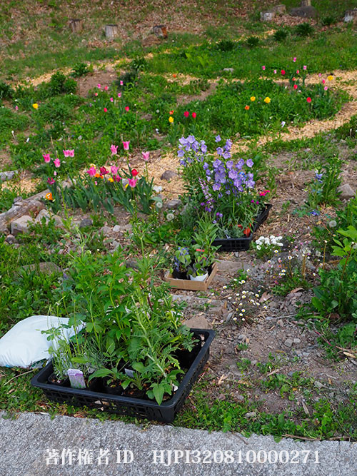 苗をたくさん買ってきた