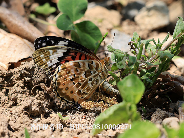 庭にツマグロヒョウモンが産卵にやってきた