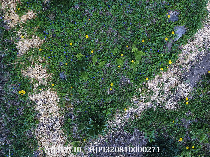 タンポポとスミレのバタフライガーデン