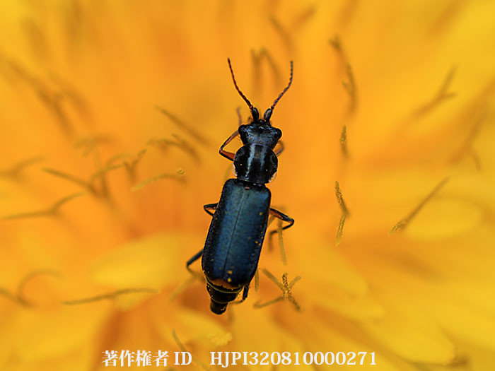 ツマキジョウカイモドキ