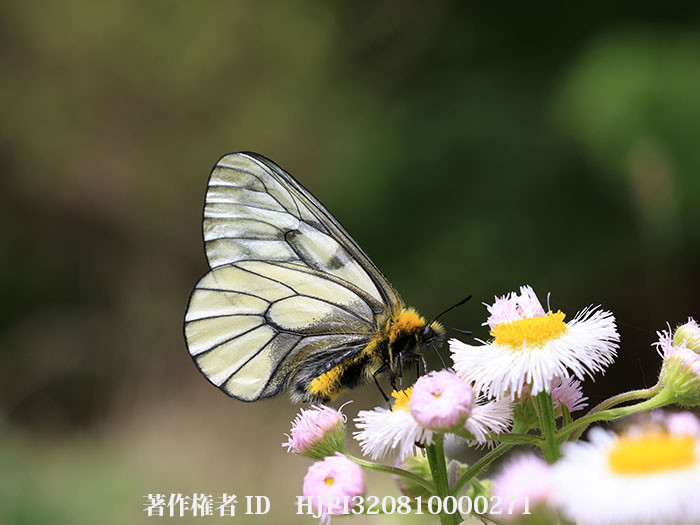 ハルジオンにウスバシロチョウ