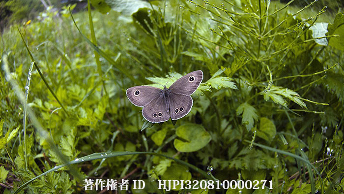 クロノスというカメラを使ってみた