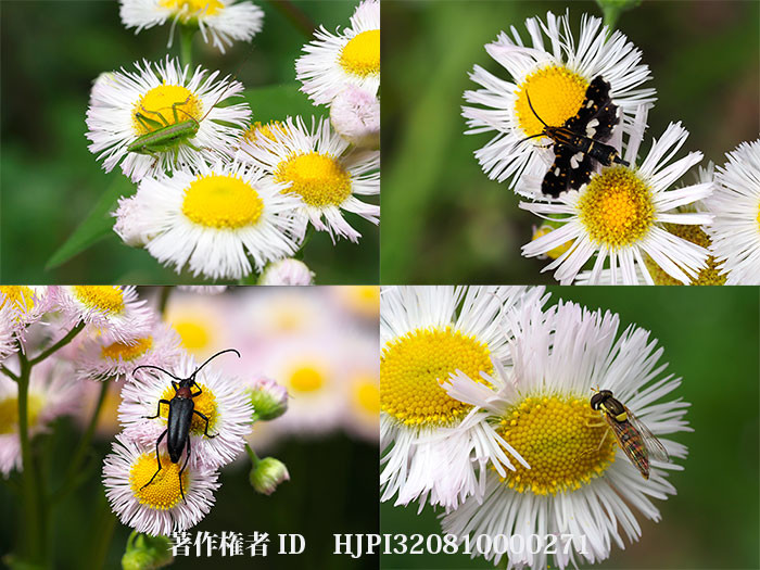 ハルジオンにいた虫