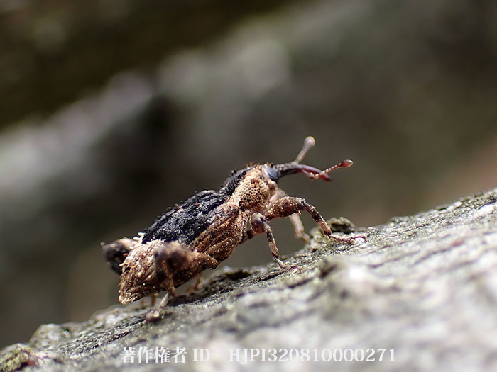 ウスモンカレキゾウムシ