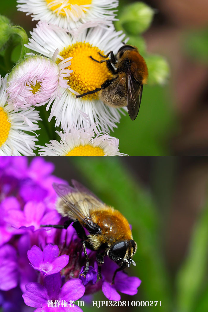 スイセンハナアブ