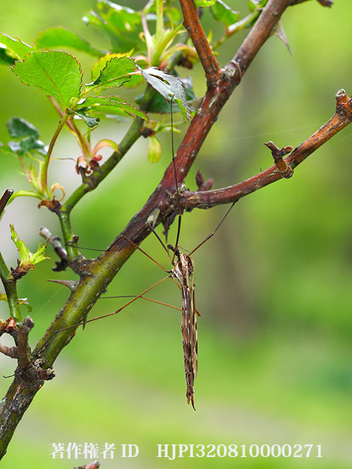 マダラガガンボ