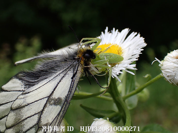 ワカバグモにつかまったウスバシロチョウと第42回SSP展