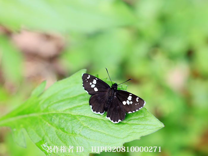 庭のダイミョウセセリ