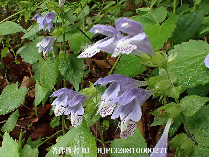 ラショウモンカズラ