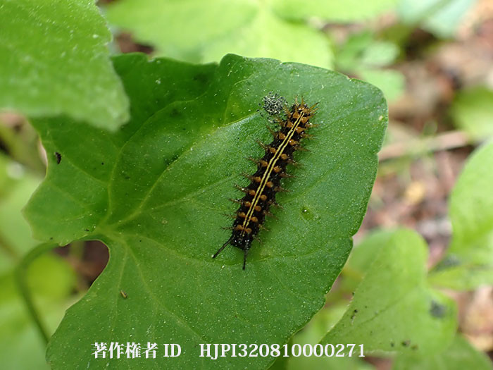 ミドリヒョウモンの幼虫