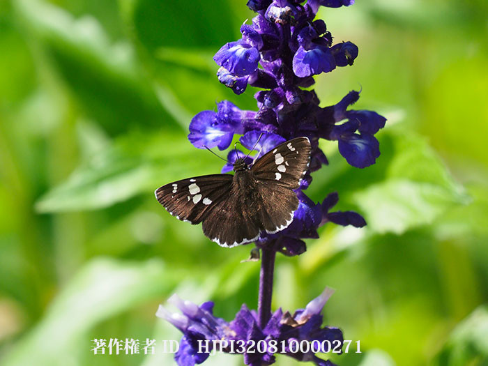 ブルーサルビアにダイミョウセセリ