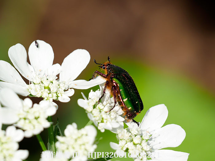 オルレアの花にアオハナムグリ