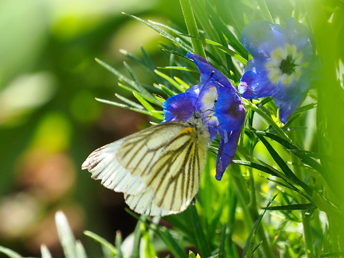 デルフィニウムにスジグロシロチョウ