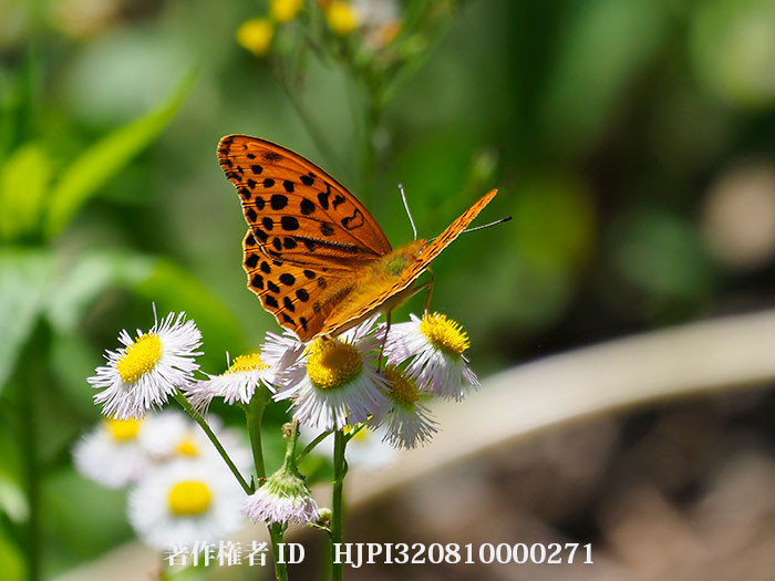 クモガタヒョウモン初見