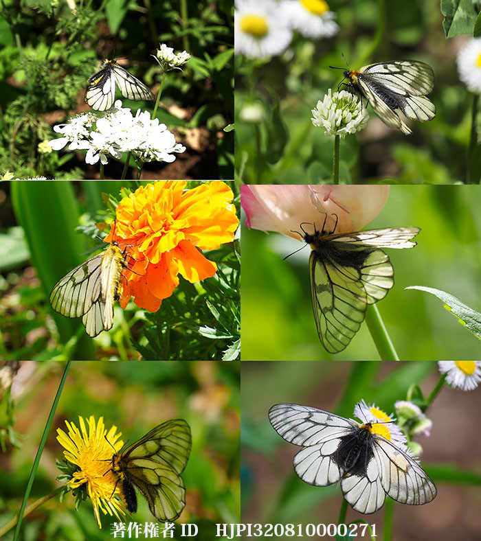 ウスバシロチョウの来た花