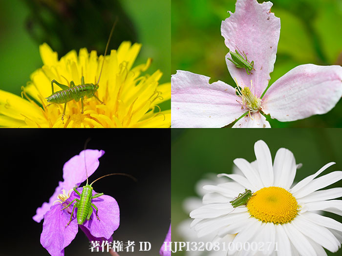 ヤブキリの幼虫がいた花