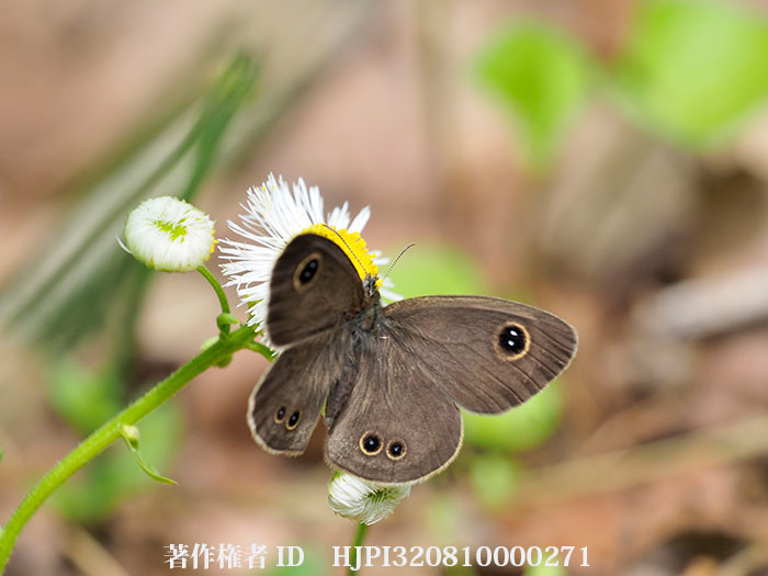 ハルジオンにヒメウラナミジャノメ