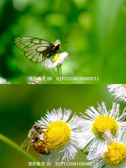 Fuji X-S10を使ってみた