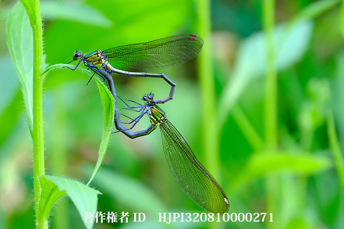 庭でカワトンボが交接していた