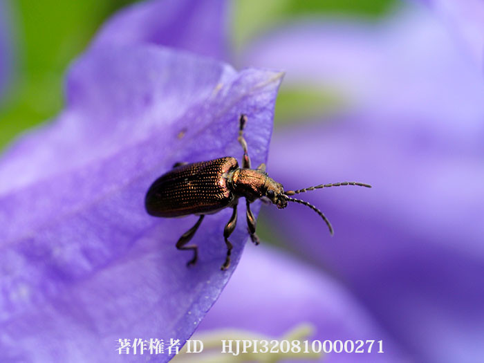 庭のスゲハムシ