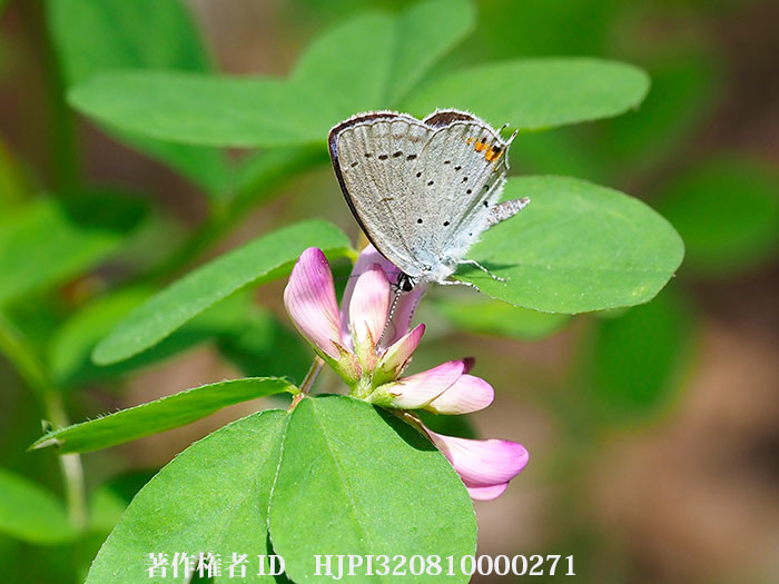レンゲの花にツバメシジミ