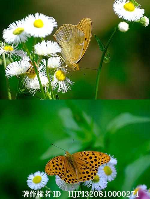 クモガタヒョウモンが増えてきた