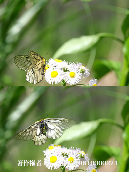 Fuji X-S10 のプリ連写を使ってみた