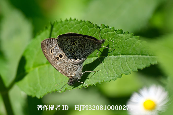 ヒメウラナミジャノメの交尾