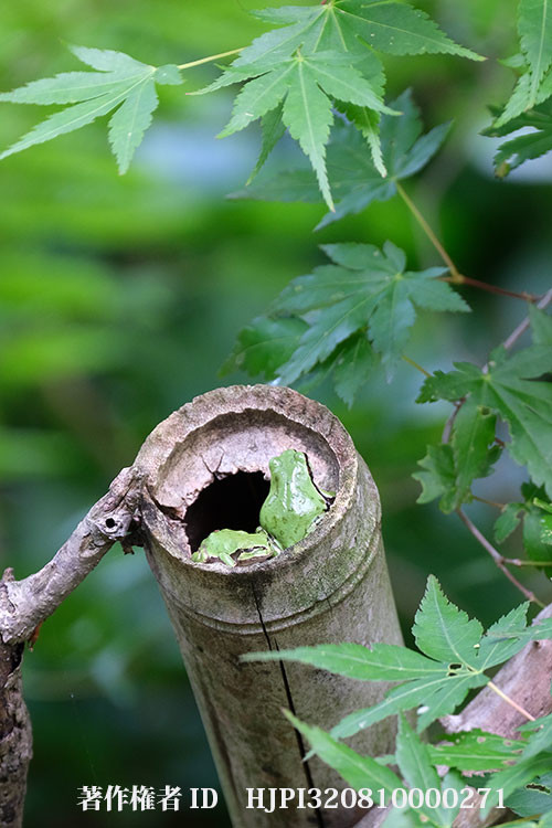 庭のアマガエル