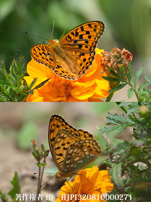 庭でウラギンヒョウモンが出だした。