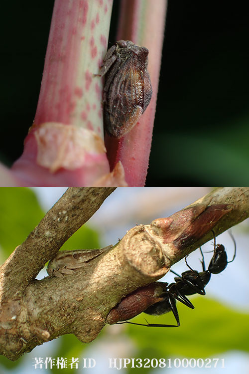 トビイロツノゼミとオビマルツノゼミ