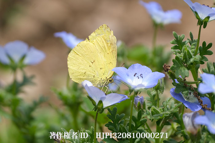 ネモフィラにキチョウ