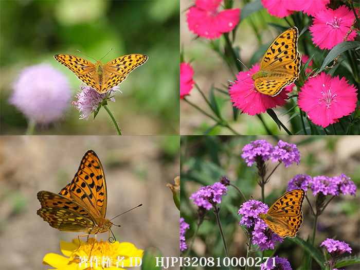 ウラギンヒョウモンが来た庭の花