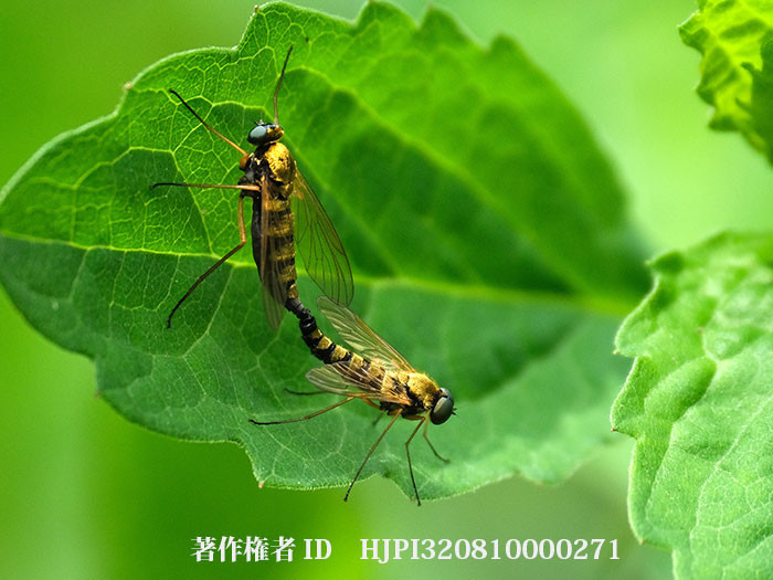 キアシキンシギアブの交尾