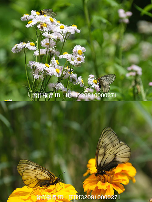 今年のウスバシロチョウもそろそろ終わり