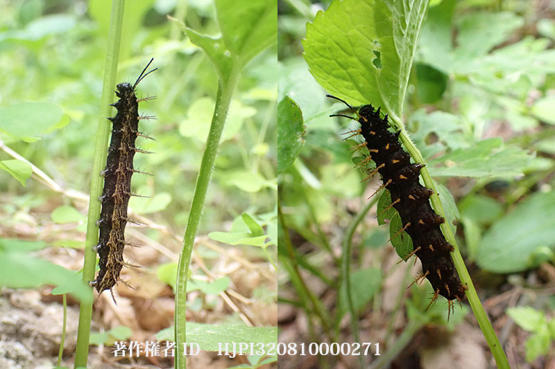 ミドリヒョウモンとメスグロヒョウモンの幼虫