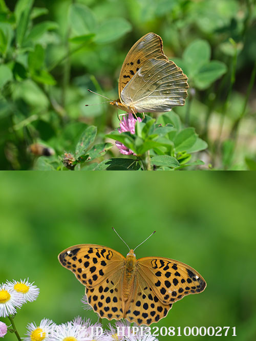 クモガタヒョウモンのメスが登場