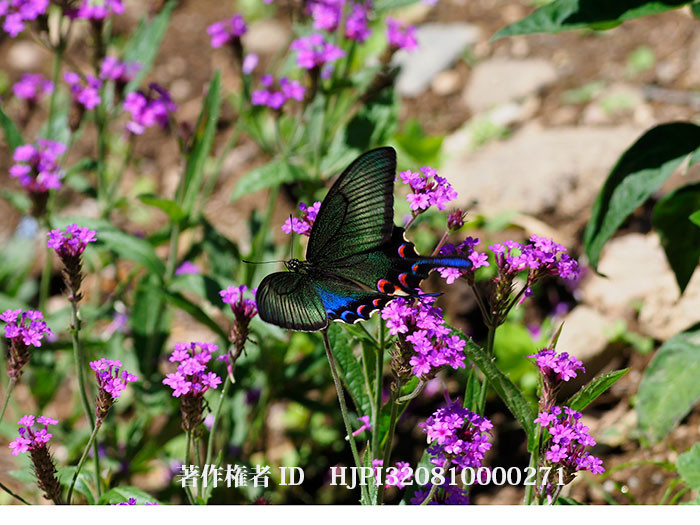 バーベナリキダにカラスアゲハ