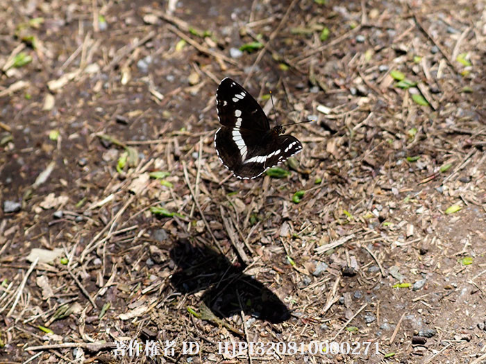 庭のイチモンジチョウの飛翔