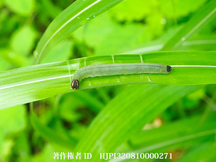 キマダラセセリの幼虫、シェルター作り