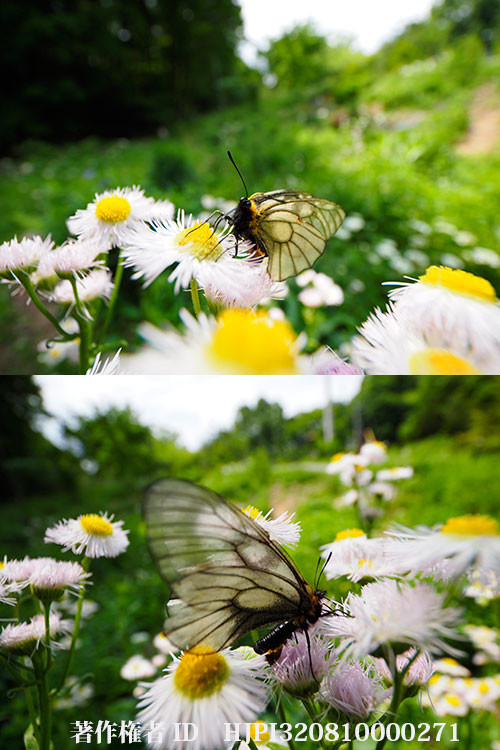 オリンパスから素晴らしい広角ズーム、M.ZUIKO DIGITAL ED 8-25mm F4.0 PROが本日発表