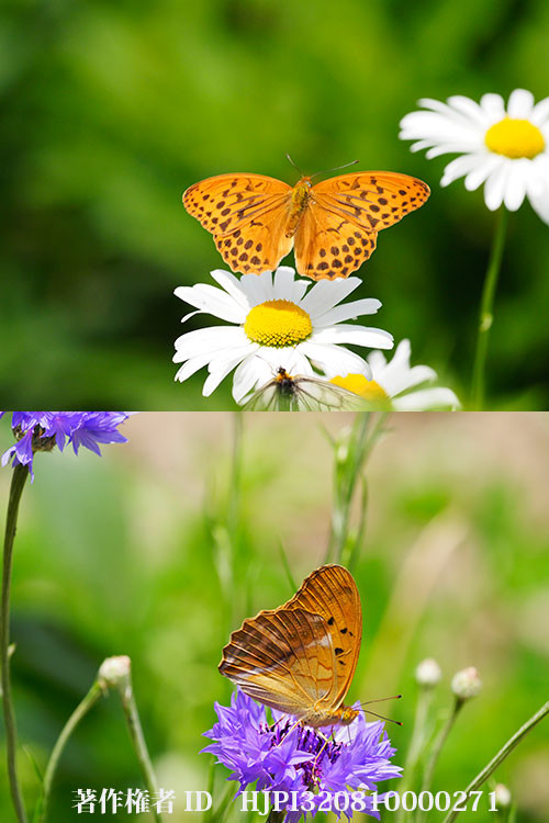 メスグロヒョウモンのオス登場