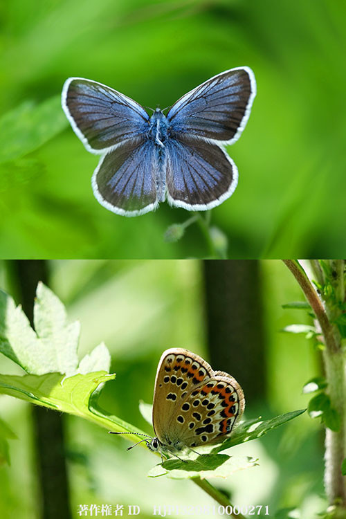 ヒメシジミがようやく登場