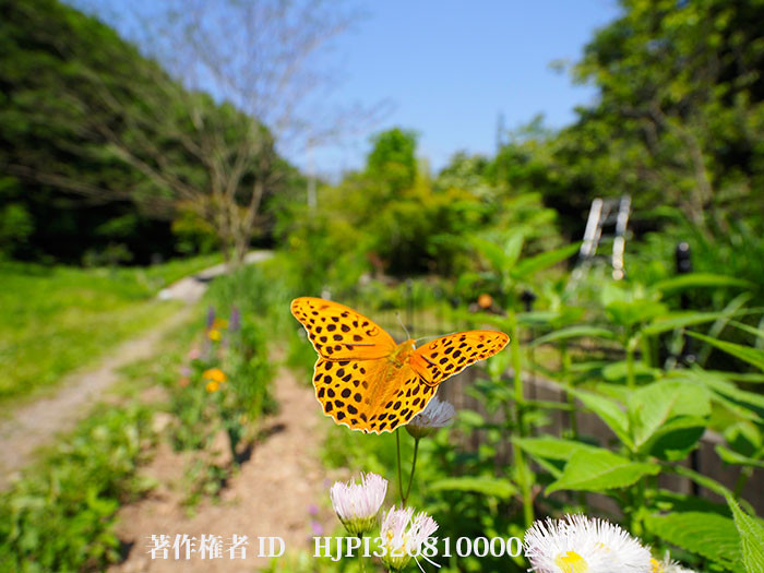 新発表のM.ZUIKO ED 8-25mm　でチョウを撮る