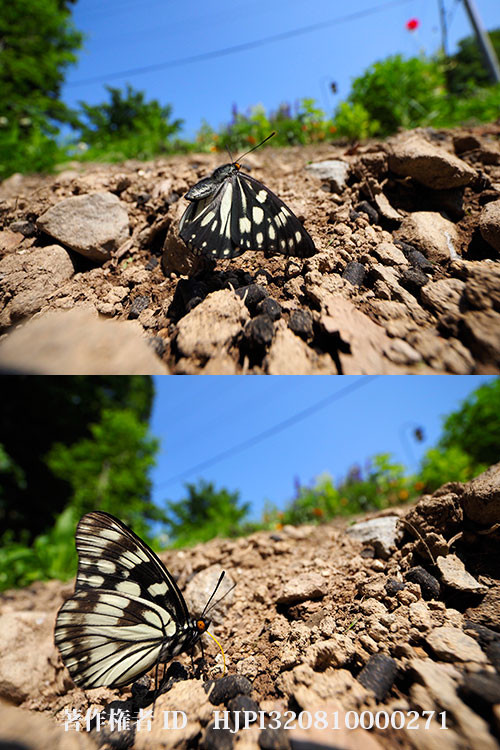 ゴマダラチョウ（M.ZUIKO ED 8-25mm最短）