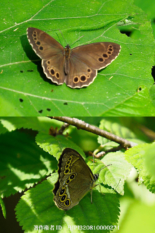 ウラジャノメが登場